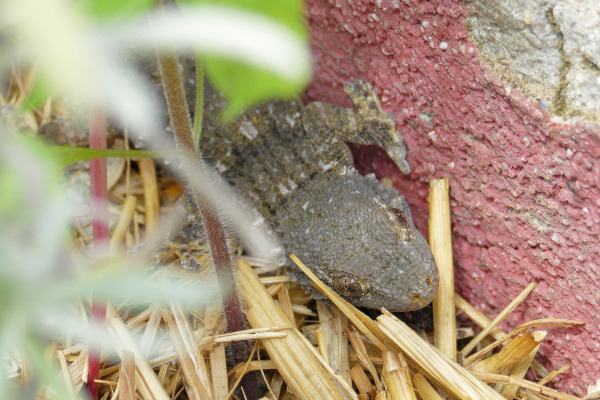 Tarente de Maurétanie (Tarentola mauritanica) © K. Lachèvre